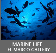 sea life